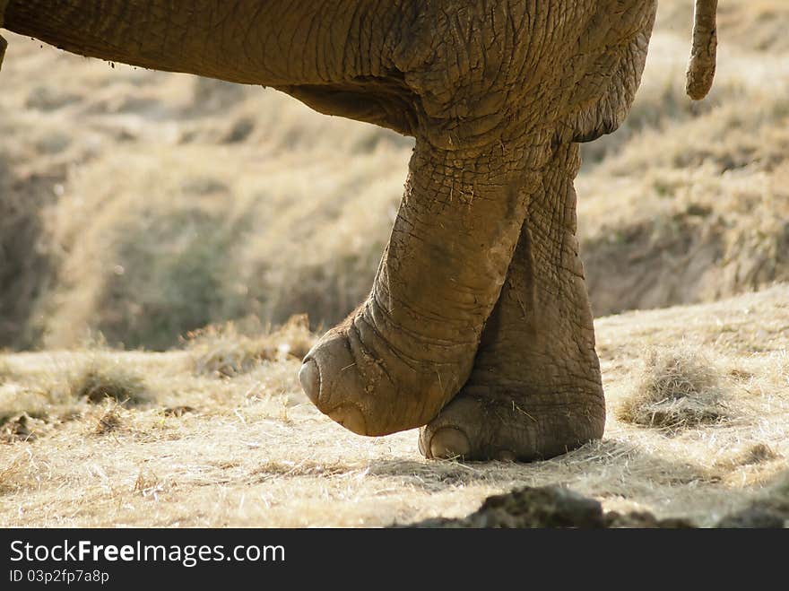 Close-up of an elephant legs crossing. Part of the background and body is visible. Close-up of an elephant legs crossing. Part of the background and body is visible