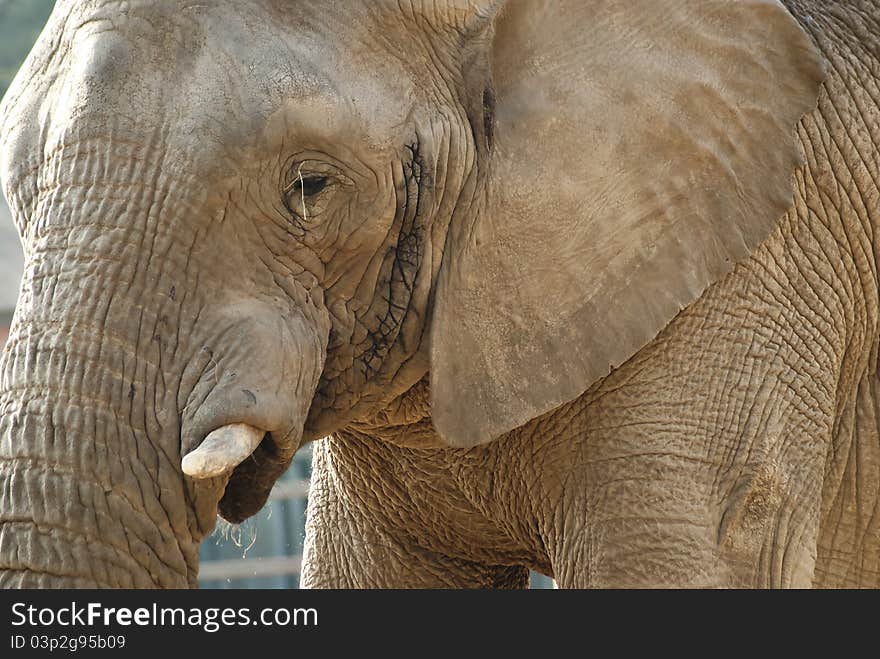 Close-up shot of an elephant's face with parts of the eye, trunk and ears visible