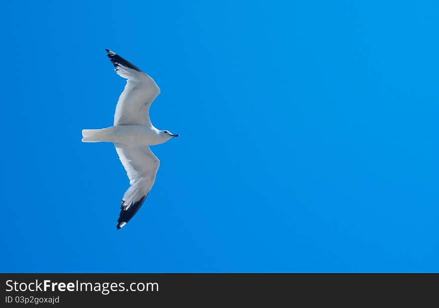 Fliing seabird in the sky