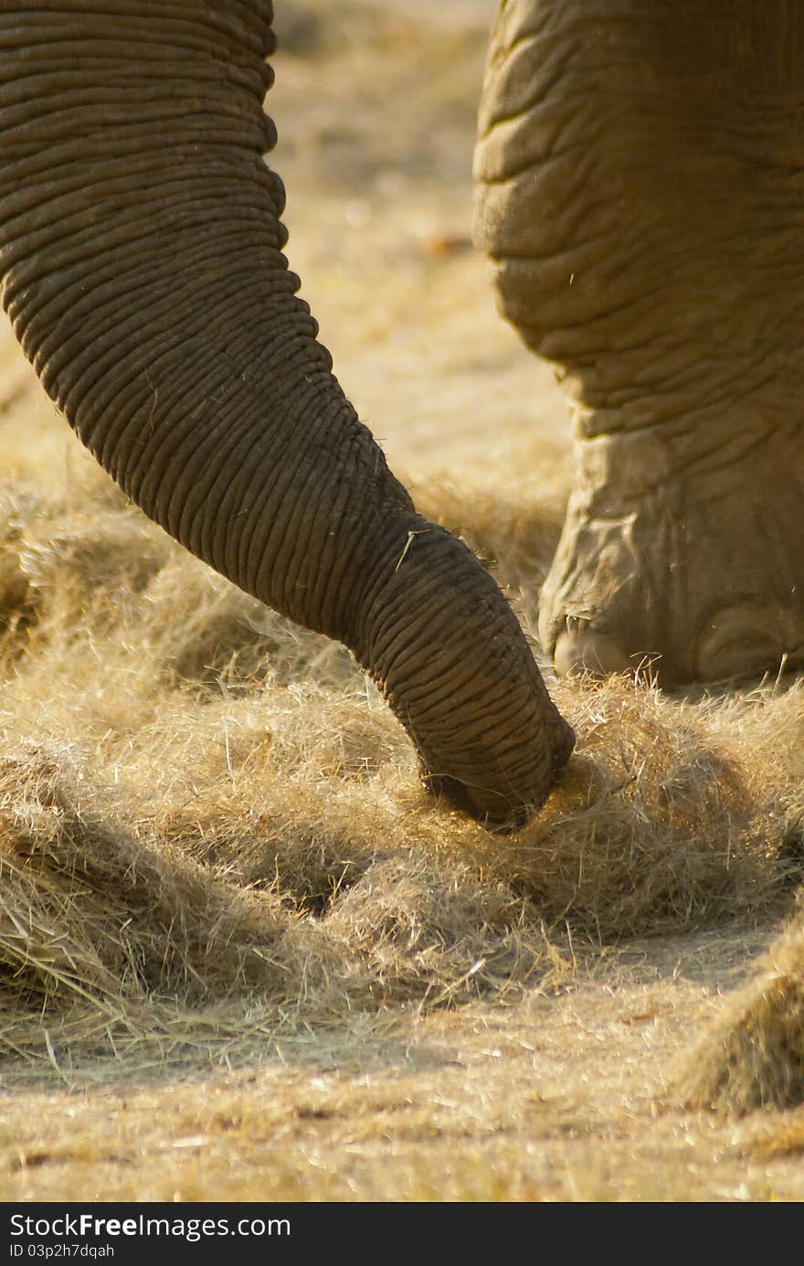 Close-up Of An Elephant S Trunk