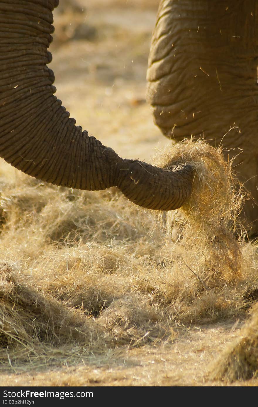 Close-up of an elephant s trunk