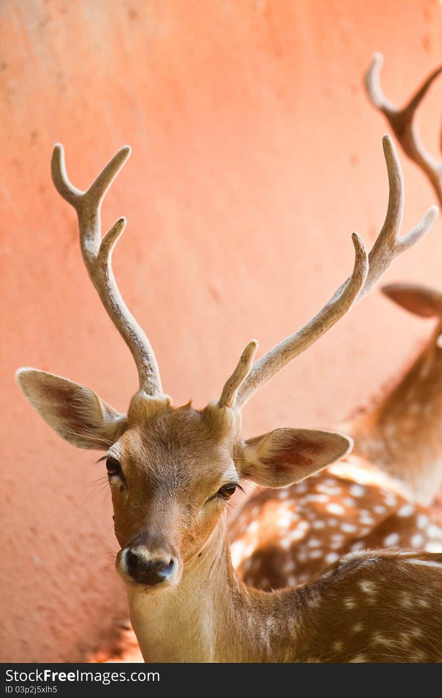 Fallow deer  close up