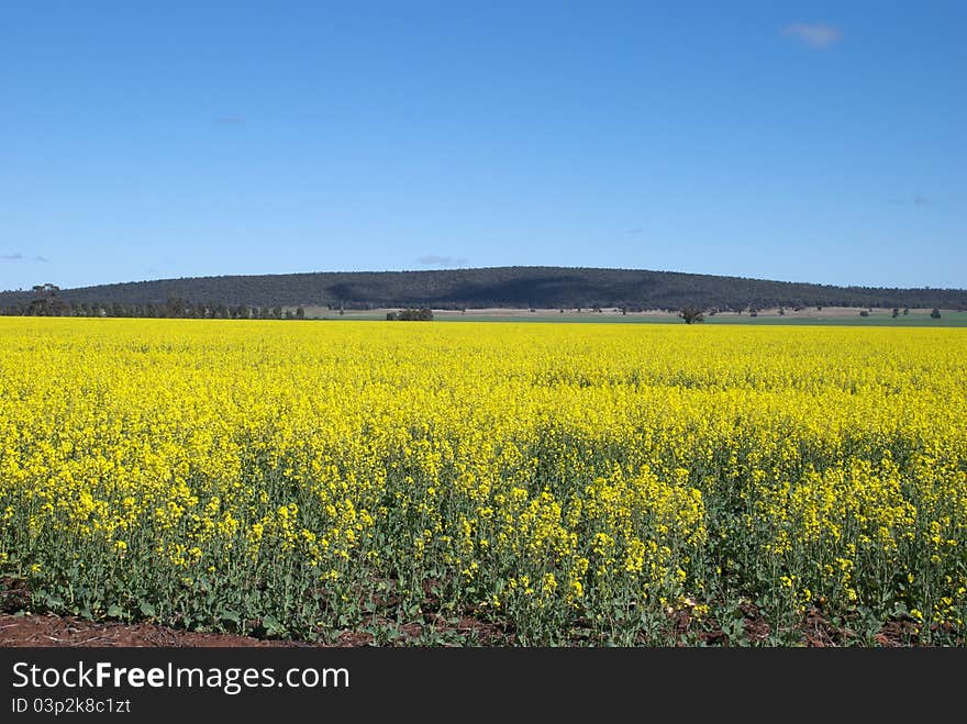 A canola field on farming land. A canola field on farming land