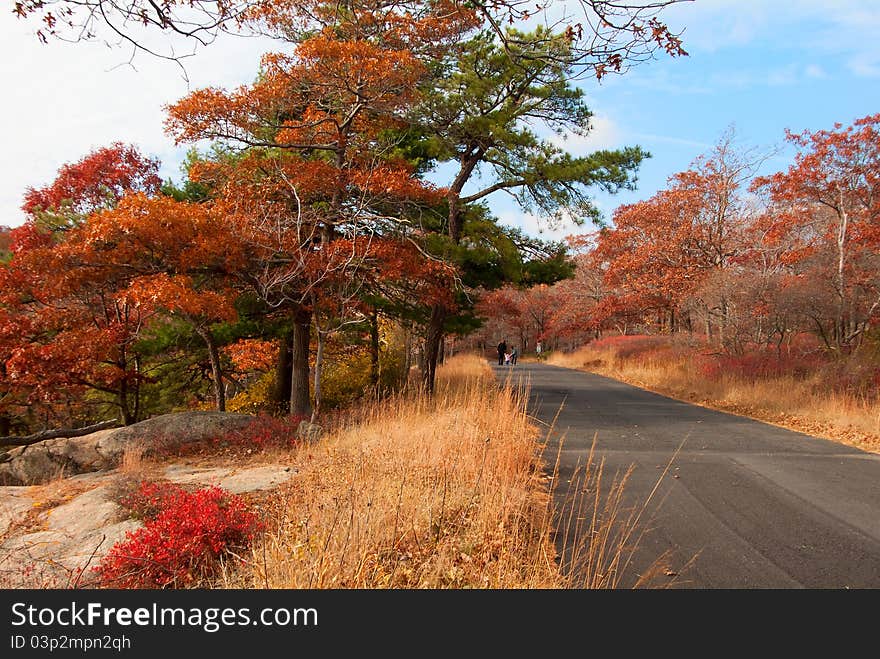 Beautiful fall colors by the country road. Beautiful fall colors by the country road.