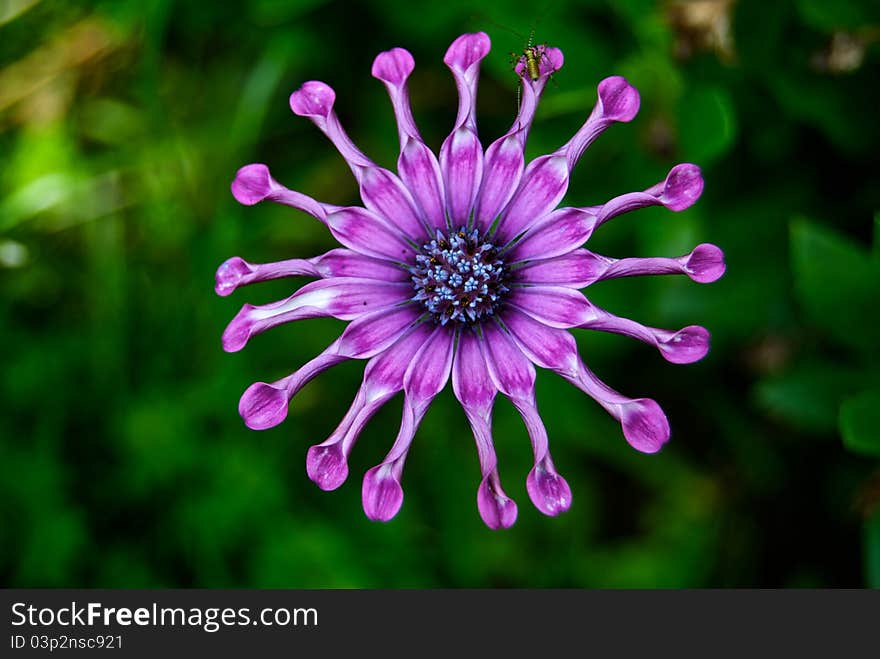 An insect in the top of the flower. An insect in the top of the flower