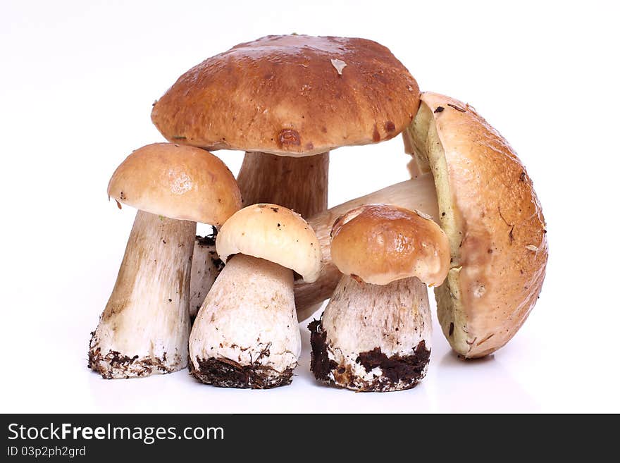 Color photo of wild mushrooms. Color photo of wild mushrooms