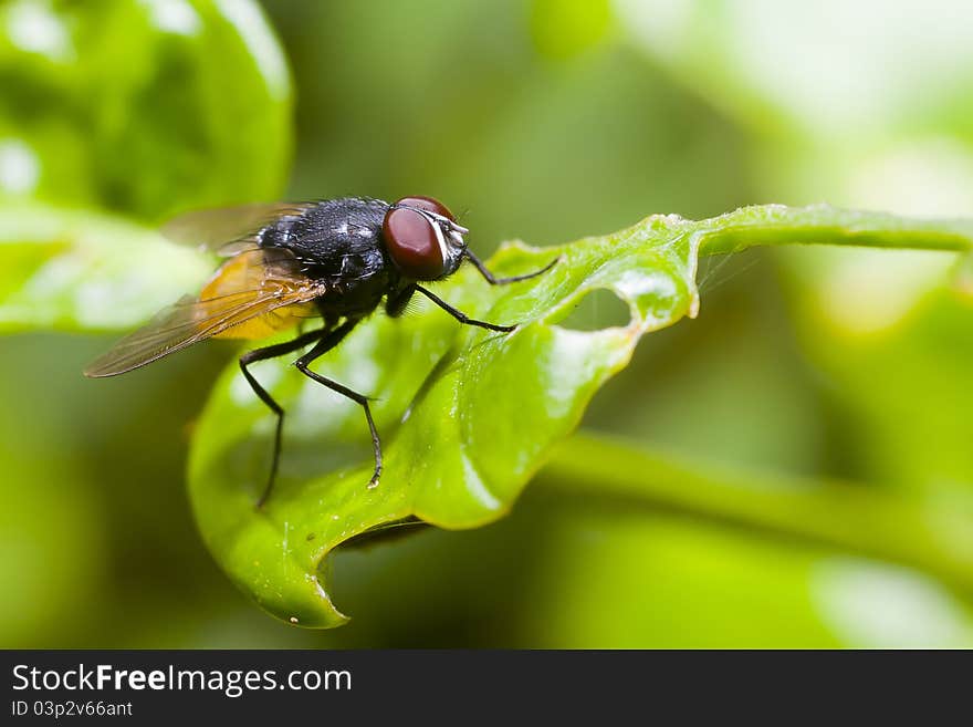 Insect fly macro on leaf close up shot