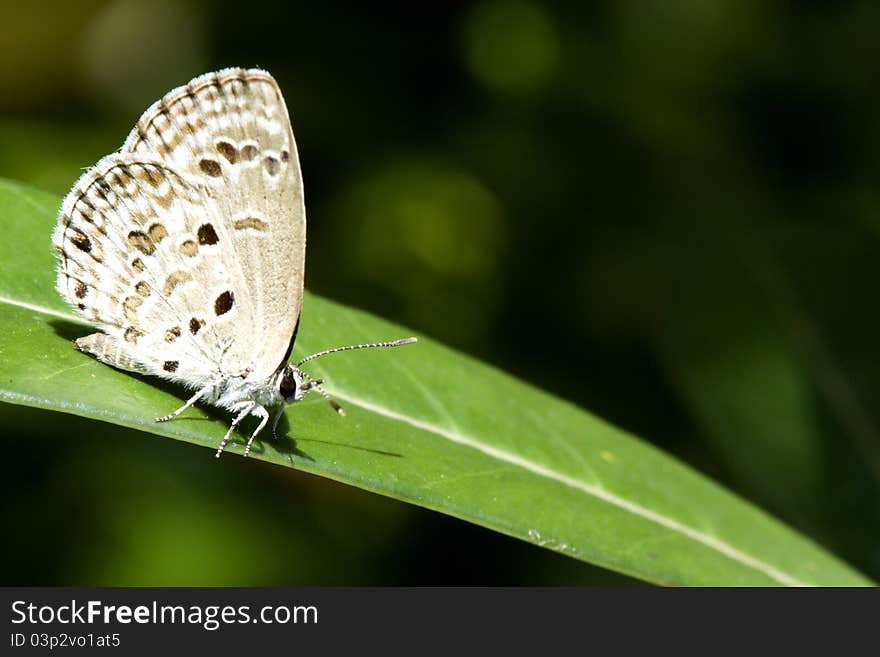 Butterfly On Green Leaf