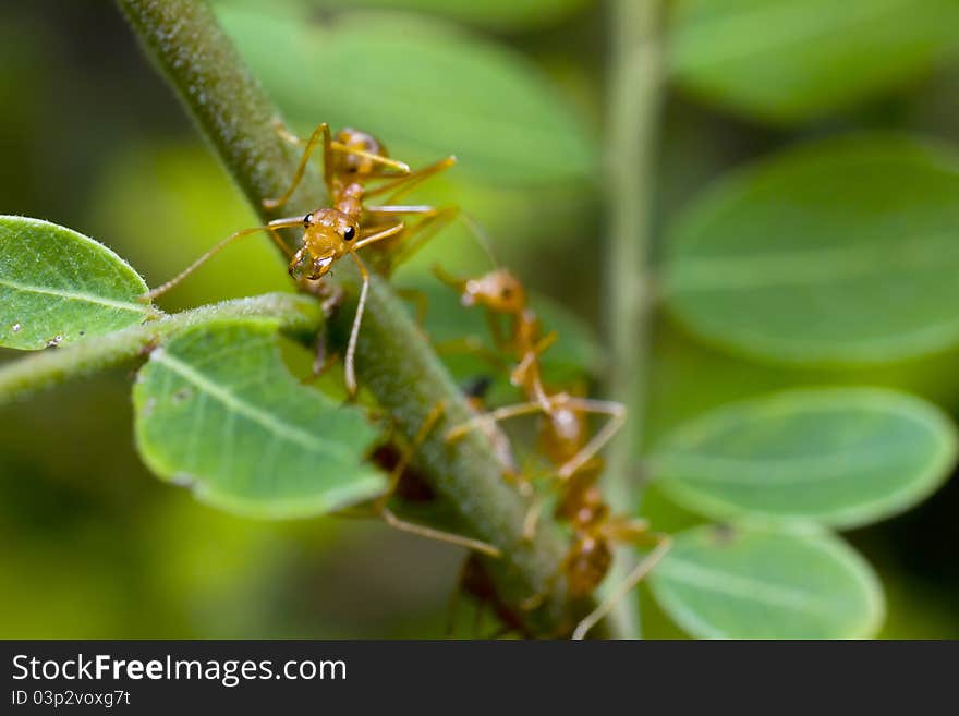 Red ant on green leaf