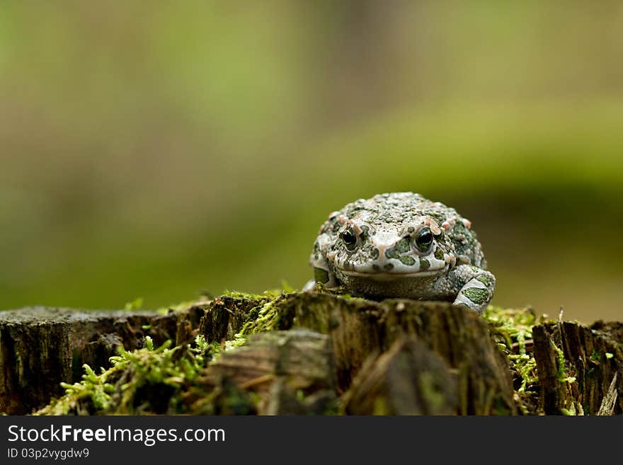 European Green Toad in the forest