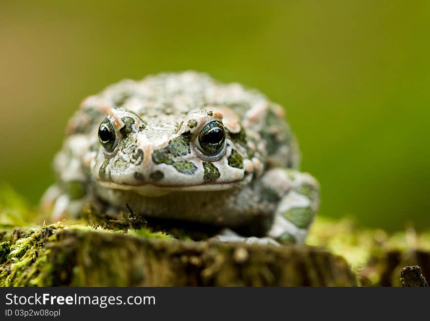 European Green Toad in the forest