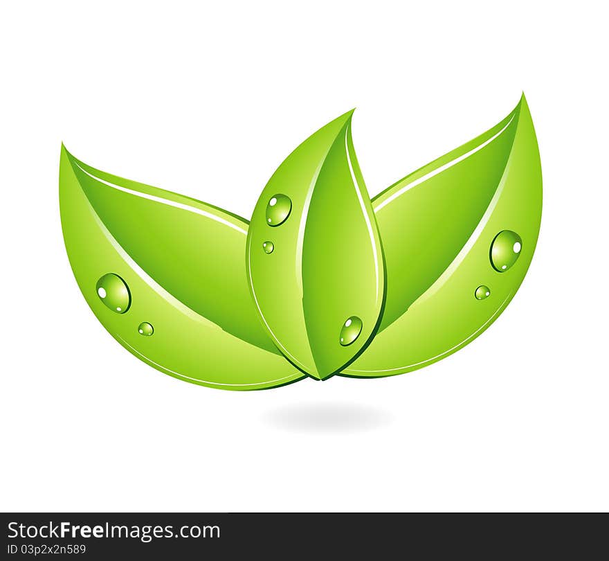 Nature single energy leafs green color isolated