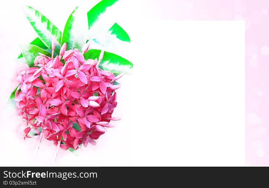 Pink flowers on the white background.