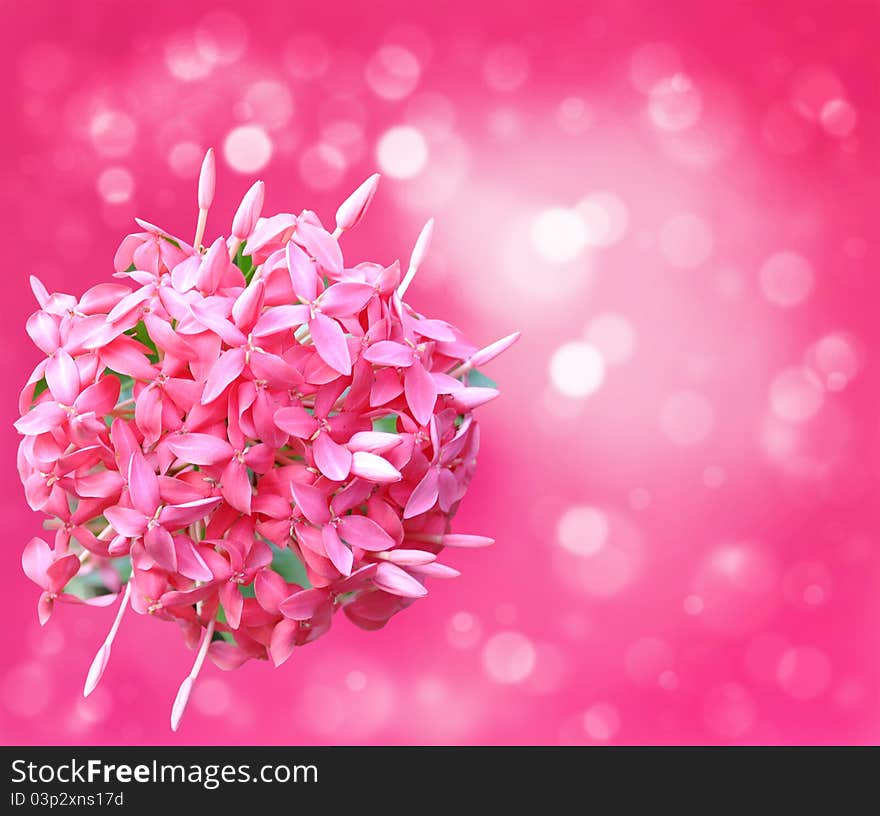 Pink flowers on the pink background.