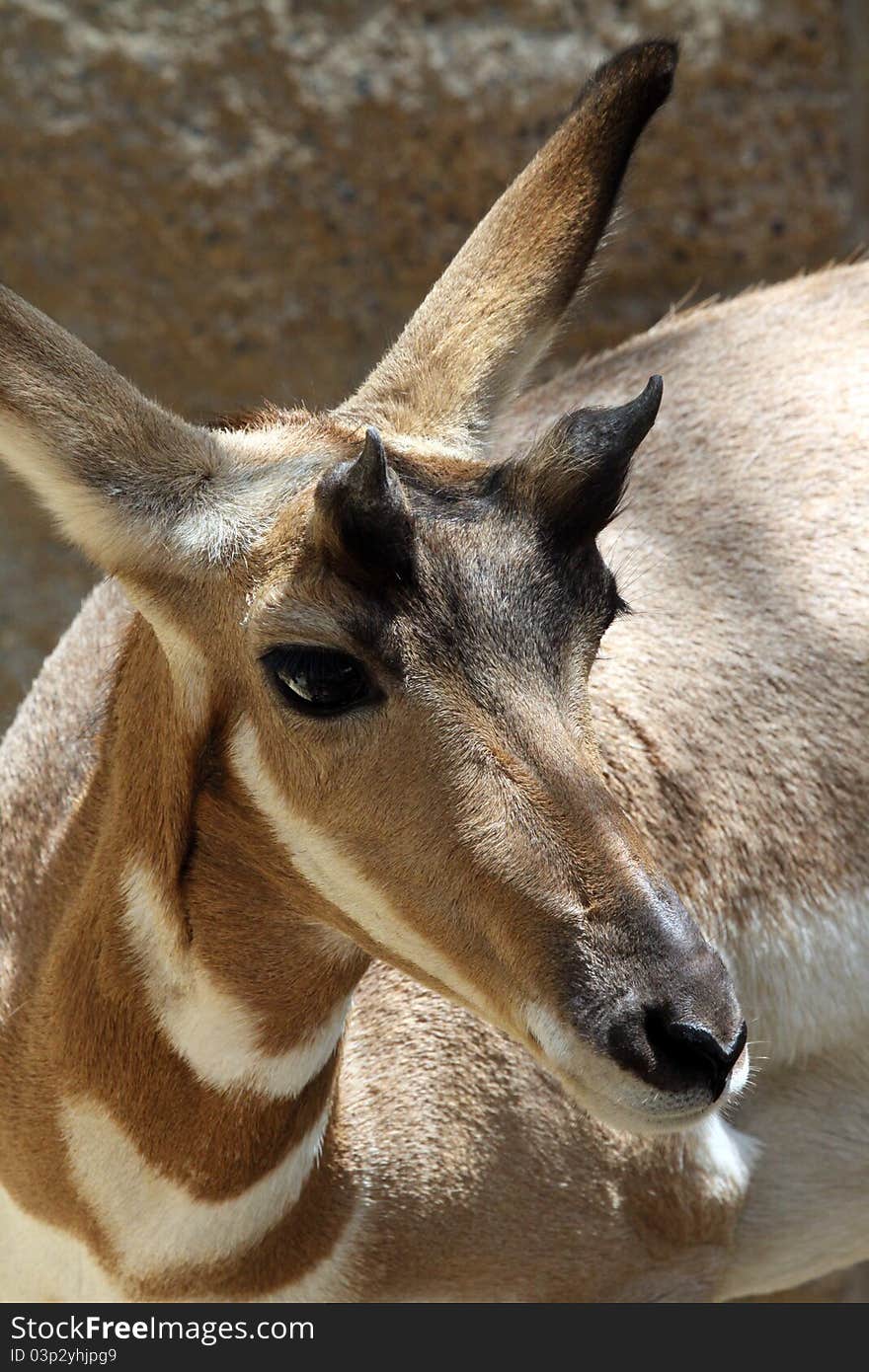 Young Baja Pronghorn Close Up Profile Portrait