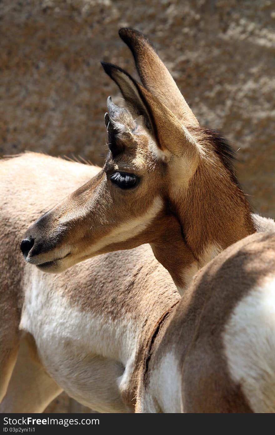 Young Baja Pronghorn Close Up Profile Portrait