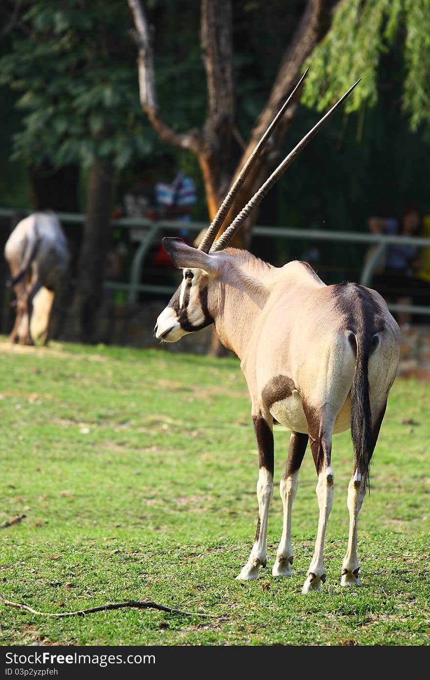 The chiru in the zoo. The chiru in the zoo