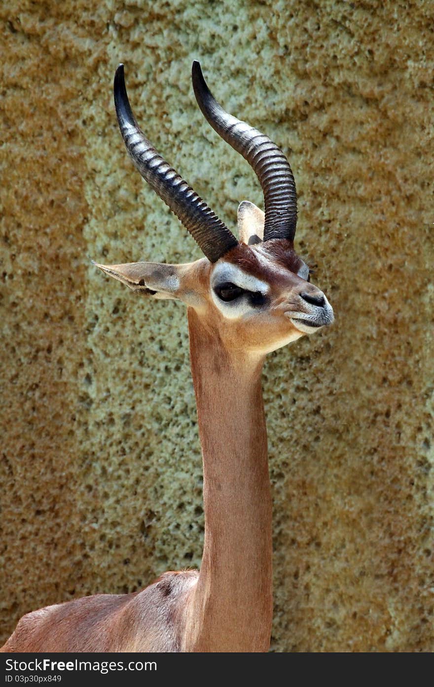 Close Up Portrait Of African Male Gerenuk Antelope