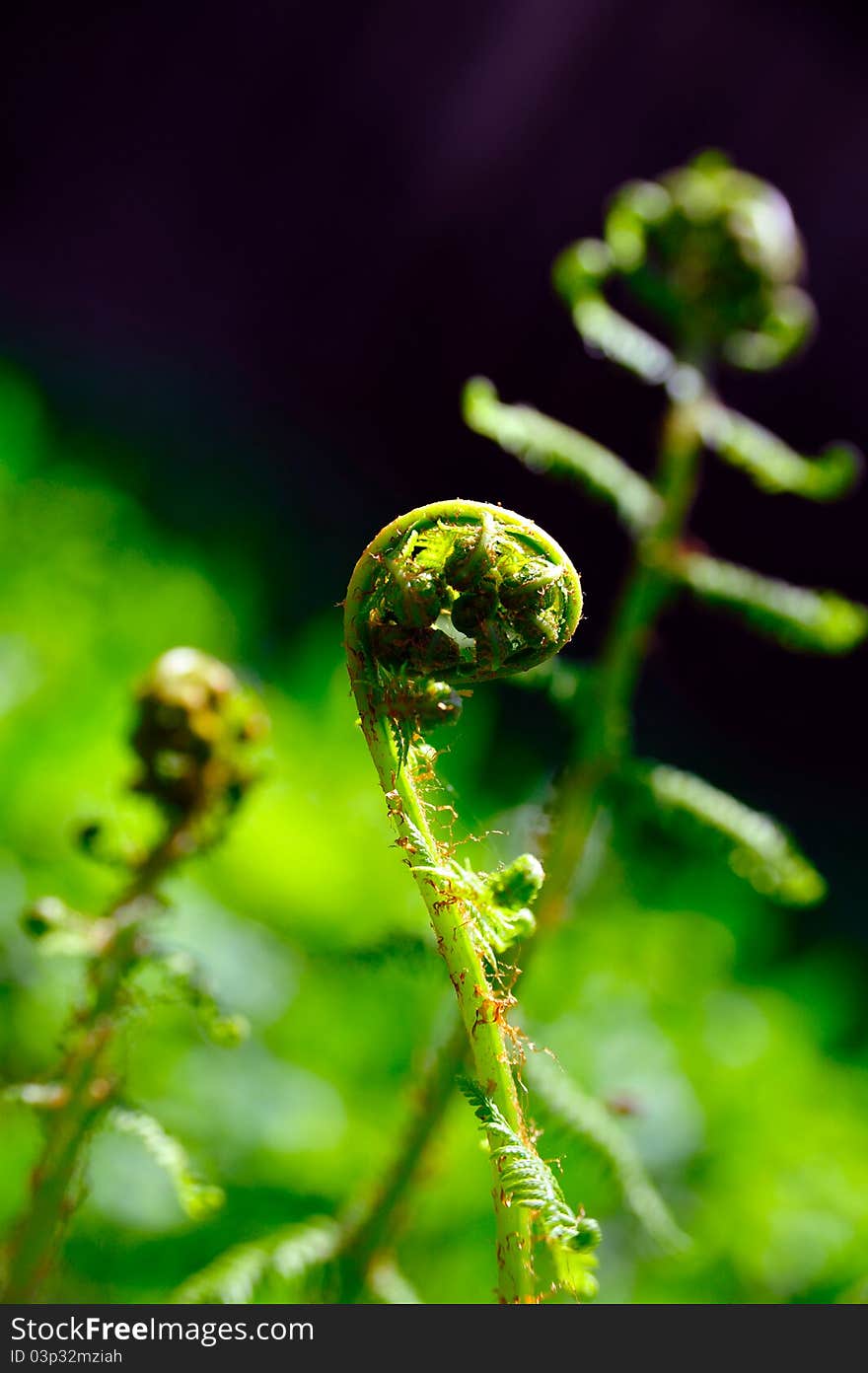 Young Frond Of Dryopteris Sp.