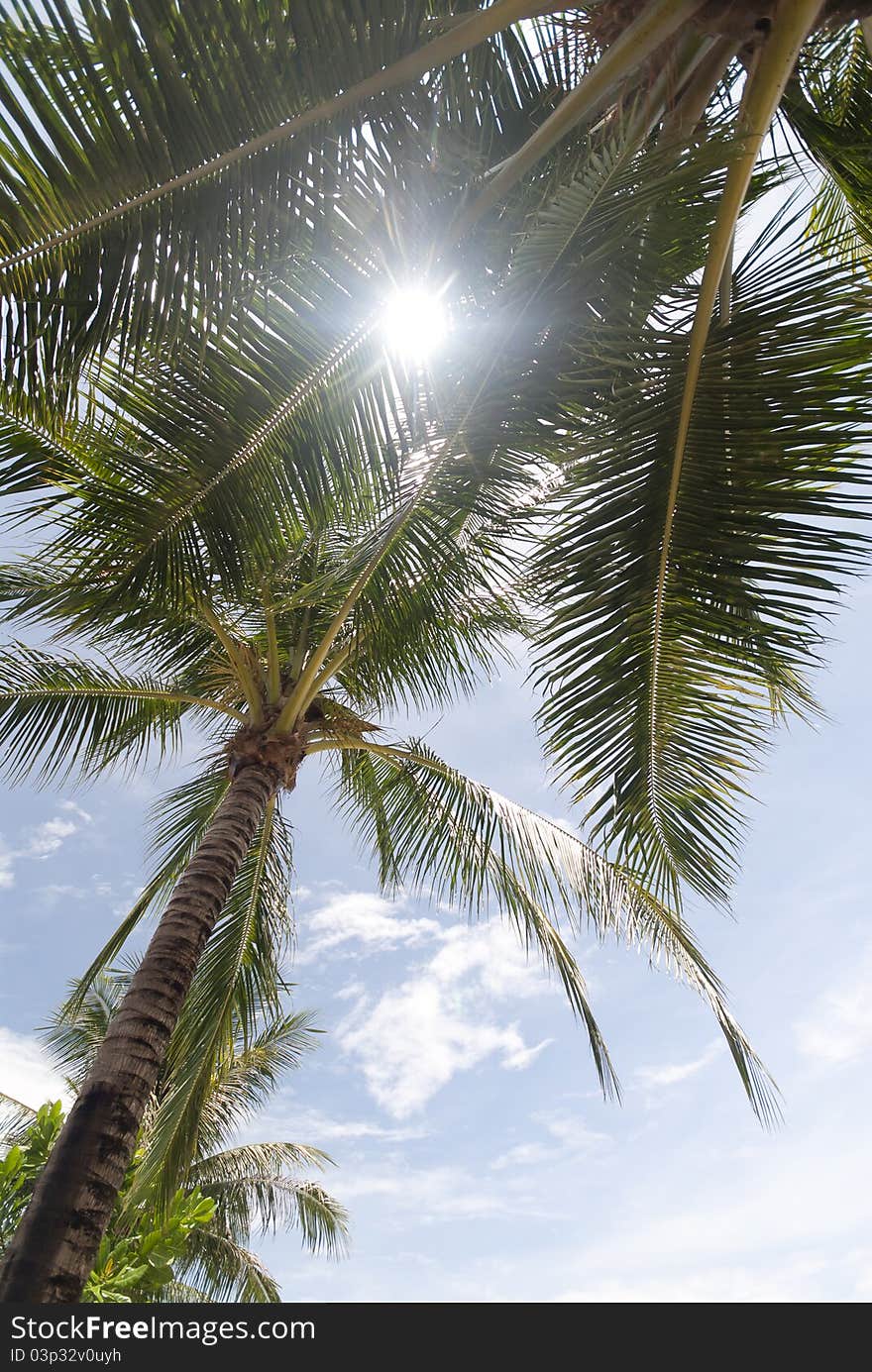 Patong palm trees