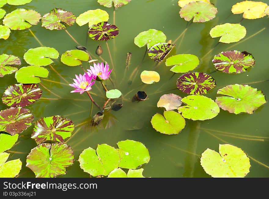 Pink lotus on the lake