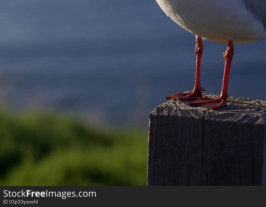 A Seagull standing on a wooden post. A Seagull standing on a wooden post.