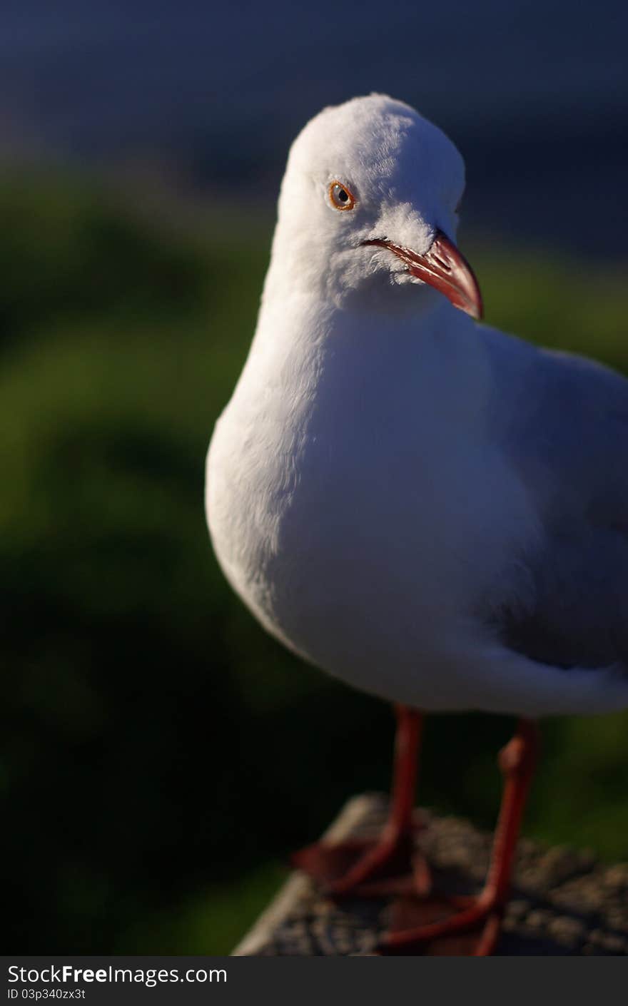 A Seagull standing on a wooden post.