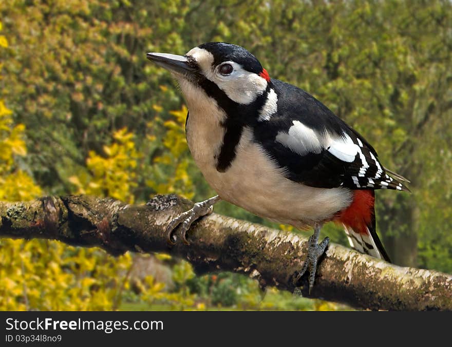 A Male Great Spotted Woodpecker