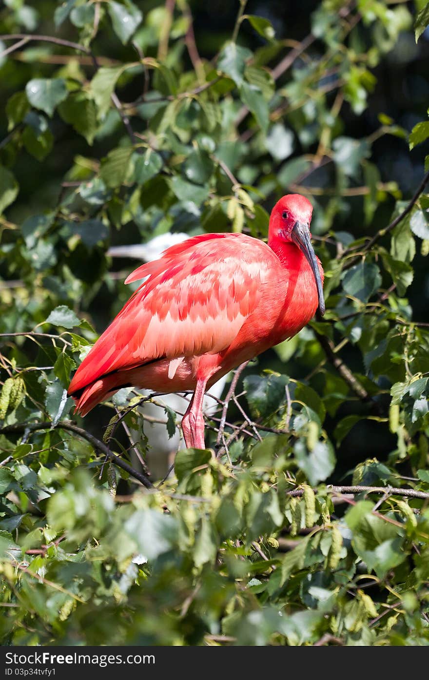 Scarlet Ibis perched in tree