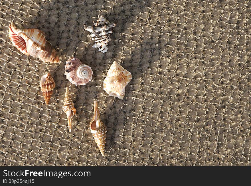 Cockleshells lie on a fishing net