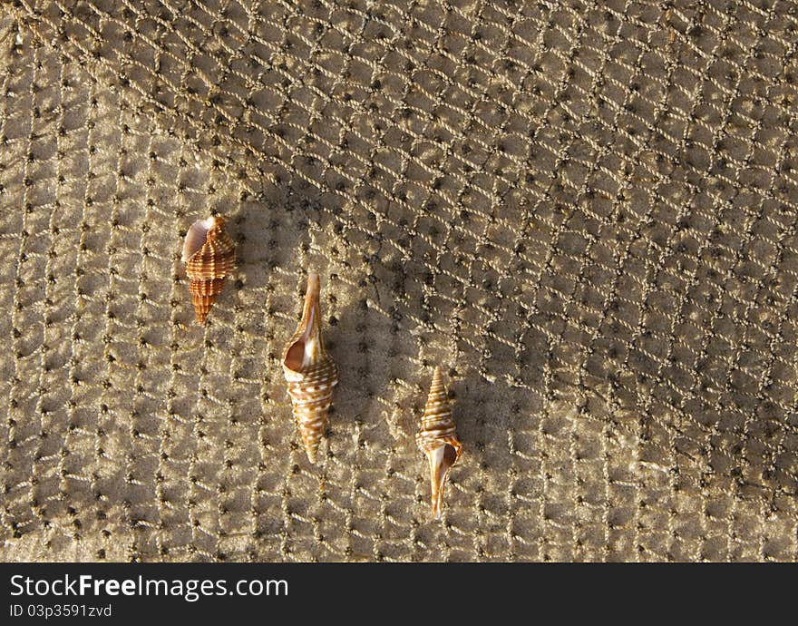 Cockleshells lie on a fishing net