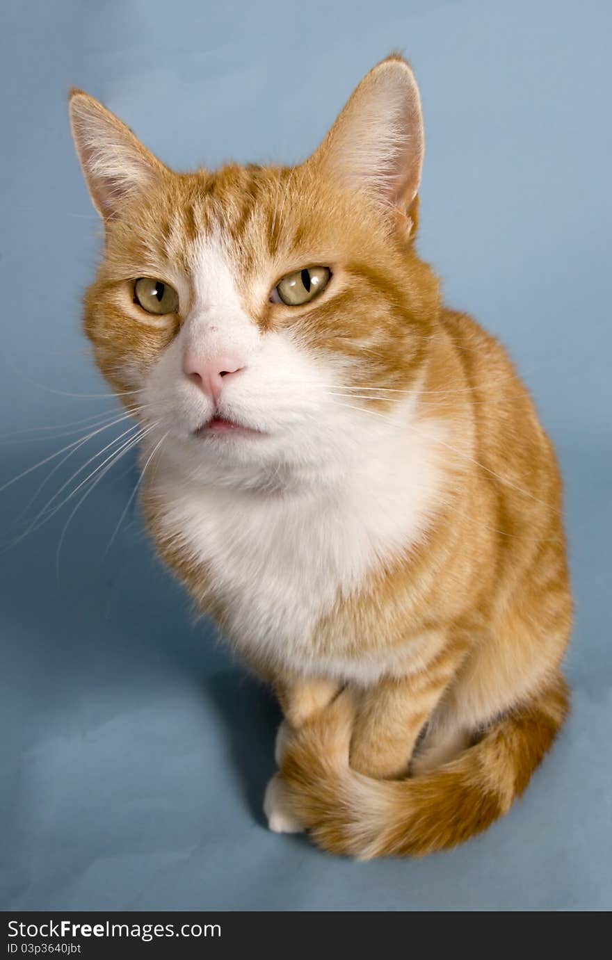 Orange cat taken on blue background. Orange cat taken on blue background