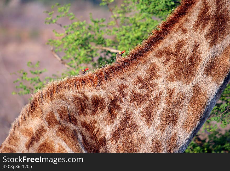 Two birds-orderlies are located on the back of the giraffe. Two birds-orderlies are located on the back of the giraffe