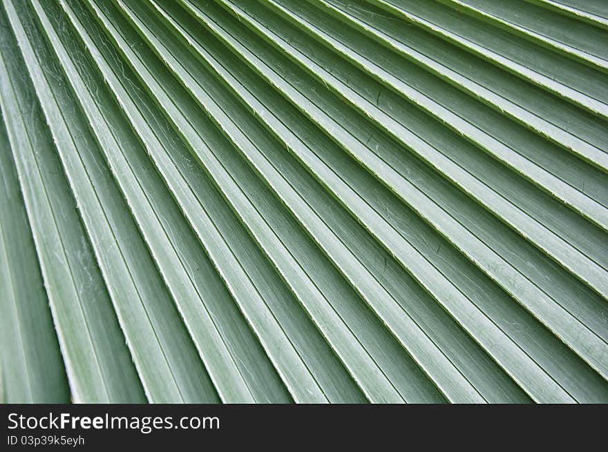 Natural Green Of Palm Leaf