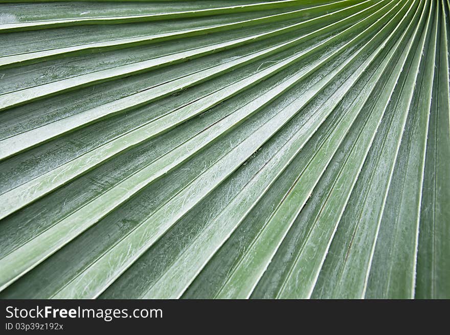 The natural and pattern  of palm leaves. The natural and pattern  of palm leaves.