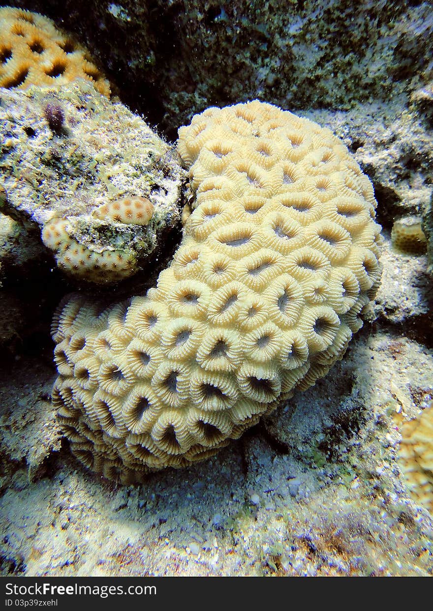 Unusual coral 2