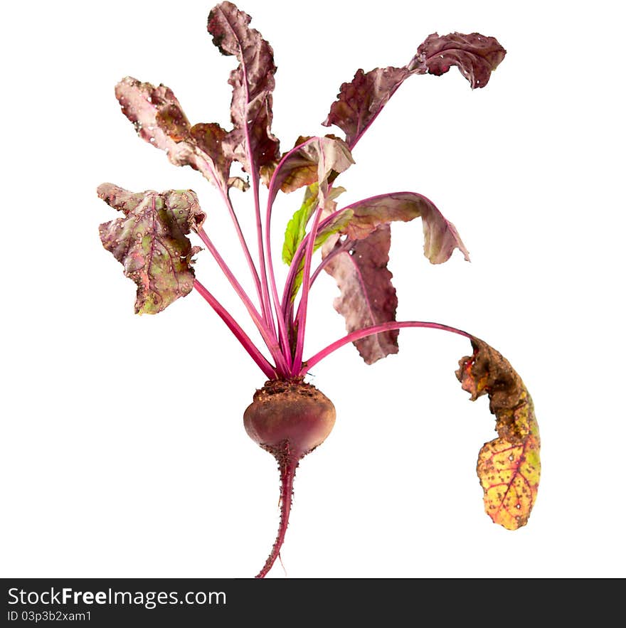 Beet on a white background