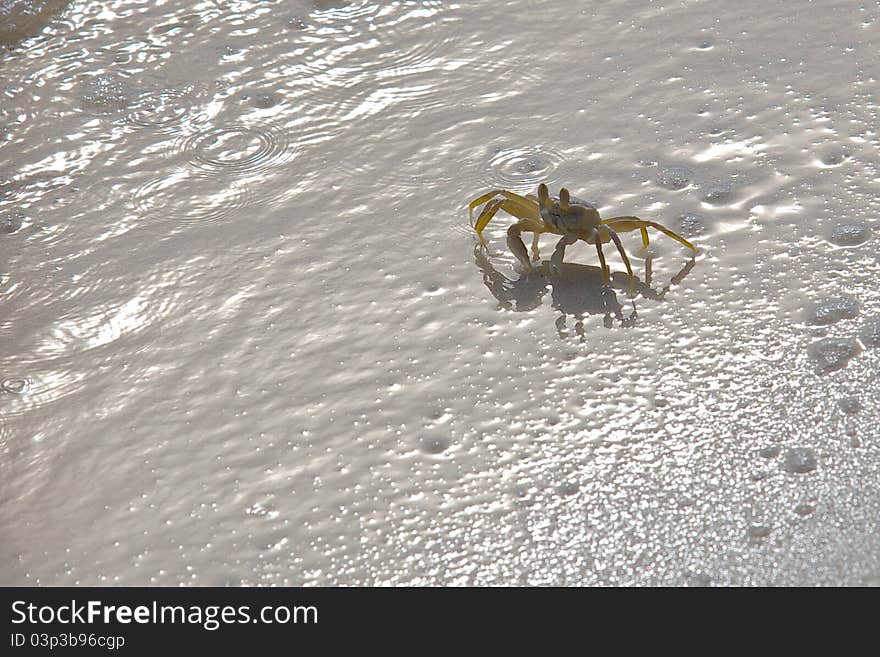 Sand crab sitting on the beach during sunset. Sand crab sitting on the beach during sunset