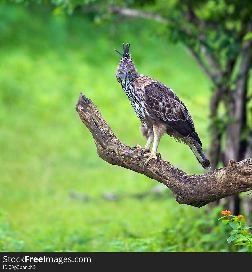 Mountain Howk Eagle with yellow eyes sitting on a branch