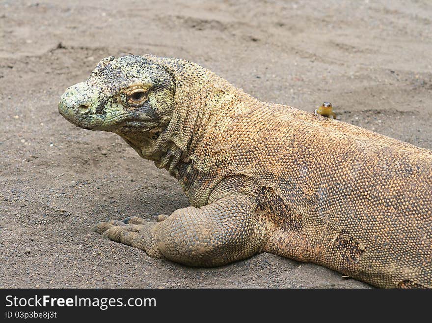 Small lizard sitting on a big Asian Komodo. Bali. Indonasia. Small lizard sitting on a big Asian Komodo. Bali. Indonasia.