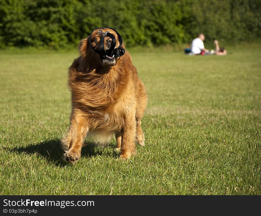 Golden Retriever dog face tongue park running line