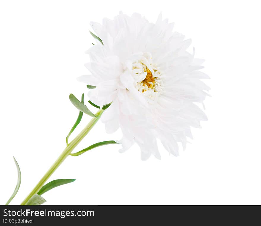 Aster flower on a white background