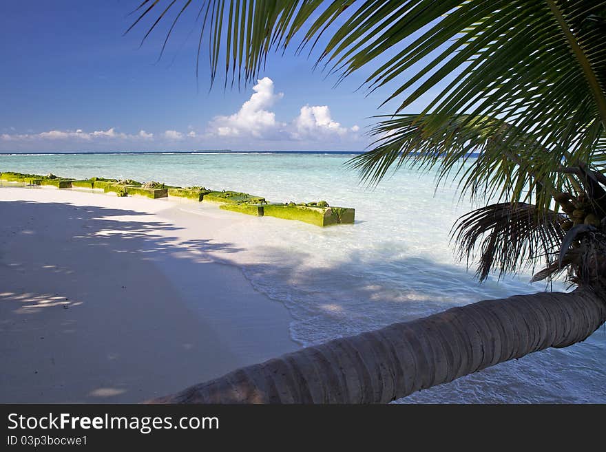 Palm tree on a sand beach