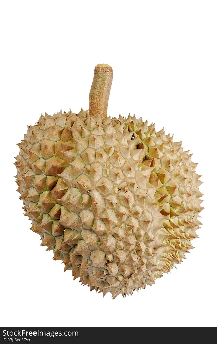 A durian, or king of fruits, isolated against a white background