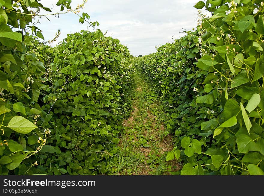 Bean plant