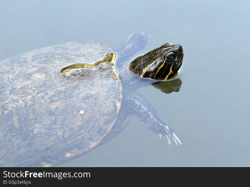 Details of a Red Eared Slider Turtle. Details of a Red Eared Slider Turtle