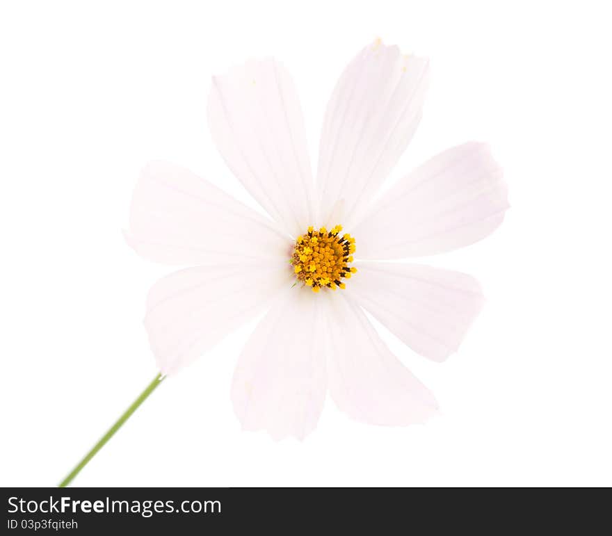 Summer flower on white background