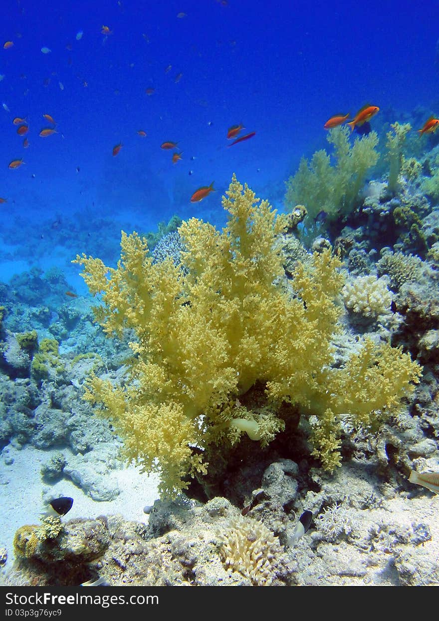 Soft coral