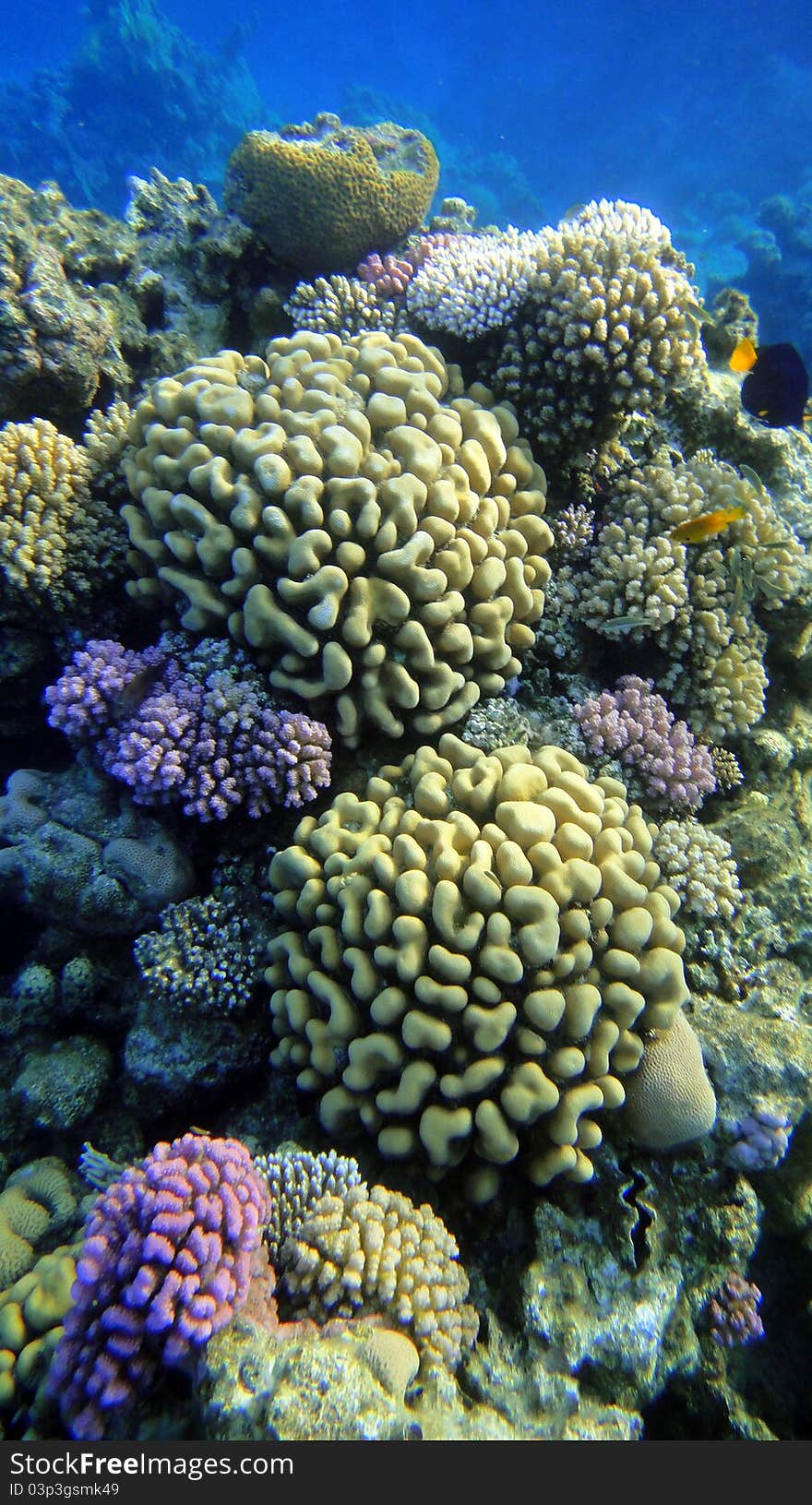 Coral gardens