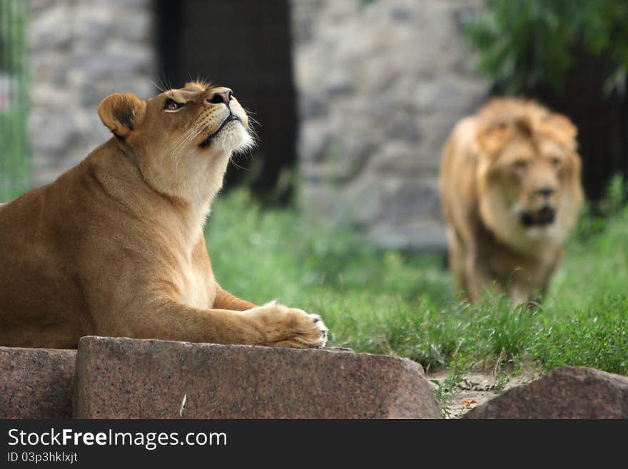 Lions portrait in the zoo. Lions portrait in the zoo